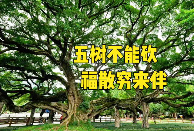农村俗语“五树不能砍,福散穷来伴”,指哪5种树?为何不能砍?