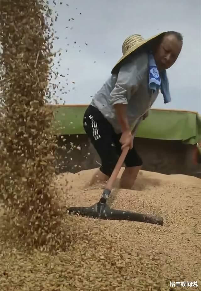 李明|老戏骨李明回农村收麦!骑三八大杠下地,戴草帽拿铁耙大发感慨