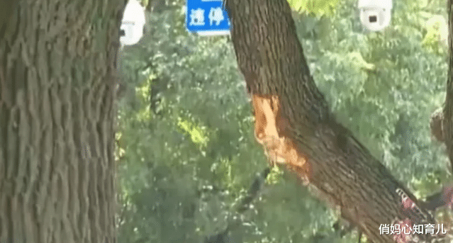 货车司机撞上路边树枝,维修费高达2万多,园林部门:不关我事!