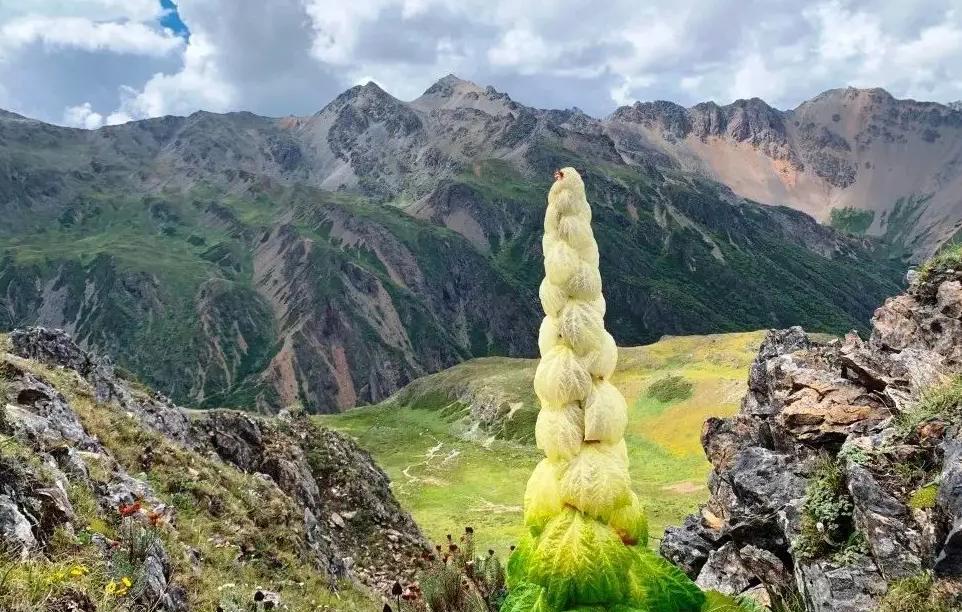 黑龙江|川藏线上2米高的白菜，一棵价值4000块？它到底有啥特别？