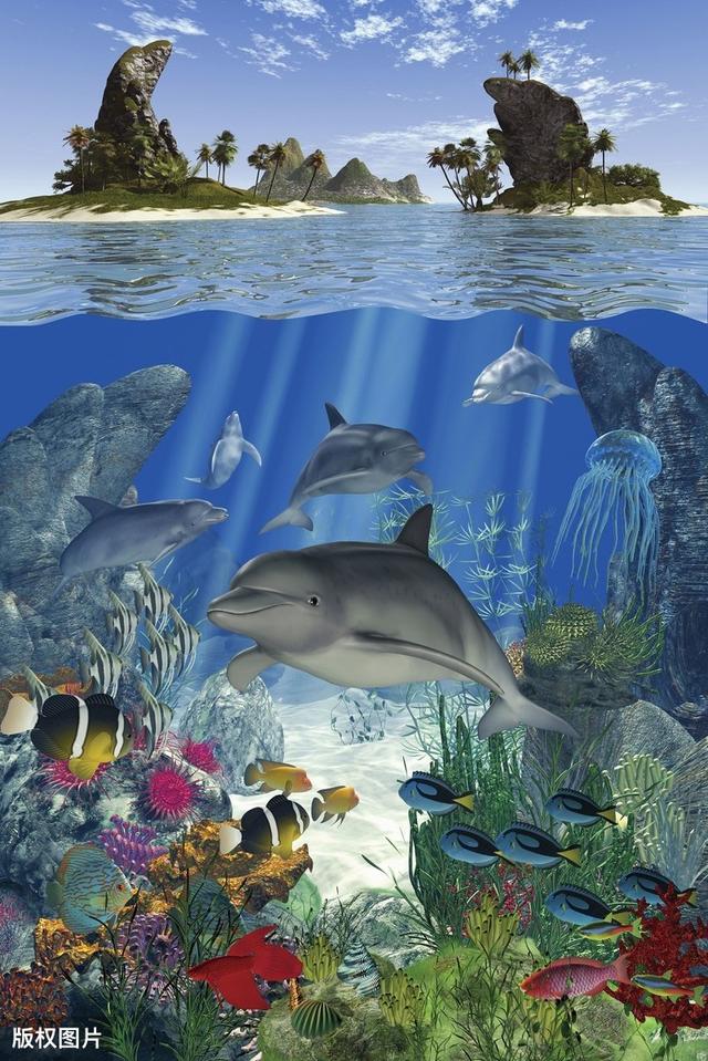 海洋当中的“泰坦尼克号”,海洋生物的罗曼蒂克爱情方式