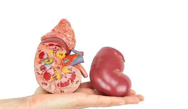 口臭|男人出现“1黑2臭”,或许是肾脏“不堪重负”,希望你一个也不占