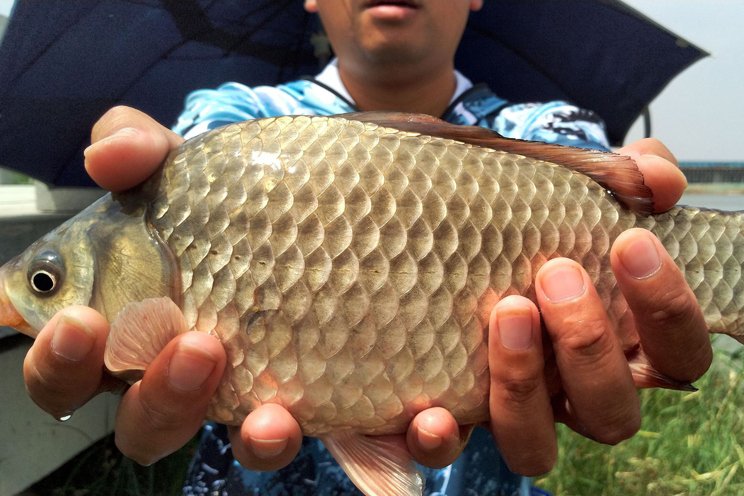 饵料|野钓鲫鱼，哪种饵料和小药效果最好？测试鱼饵效果的科学方法