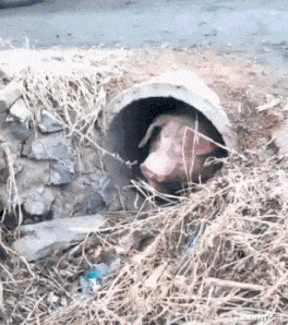 钟丽缇|钟丽缇直播秀身材,穿裸色跳操被嘲,工作人员递衣服救场!