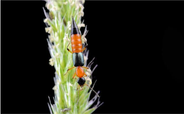 “硫酸蚂蚁”是怎样的一种生物?该如何预防呢?