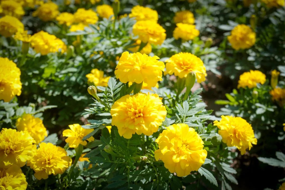 |秋日里的惊艳,开州的这个地方你去打卡了吗?