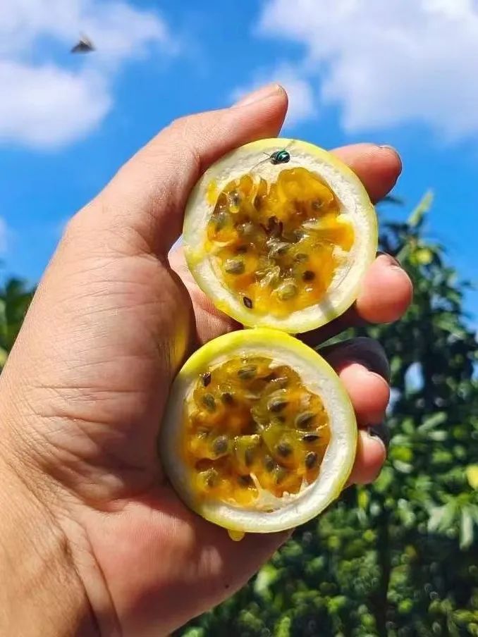 水果|8月份应季水果汇集！8月份吃这12种水果更适宜，水果控们别错过