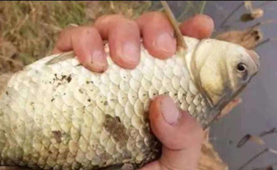 用心棒|想安静钓个鱼,总有人在耳边叭叭不停,盘点野钓令人生厌的人和事