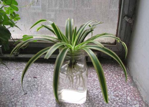 我家卫生间被一种植物“占领”了……