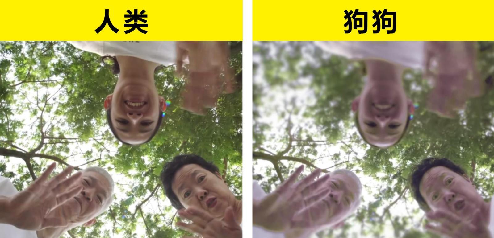 6种动物的眼中可能看见的世界的形态