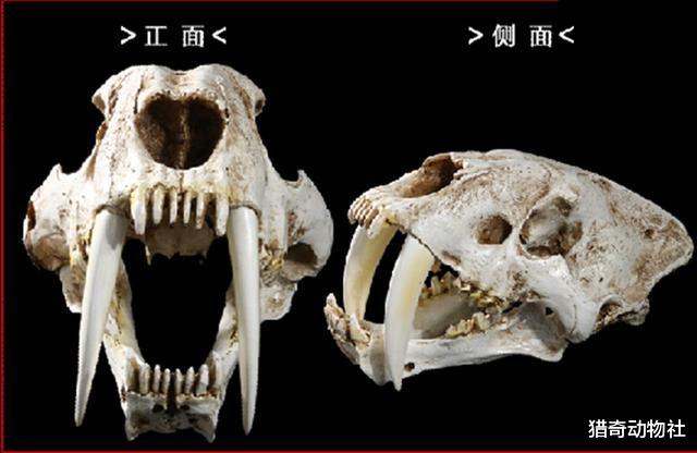 河马50厘米长的犬齿不外露，剑齿虎的牙齿复原有没有可能搞错了呢？