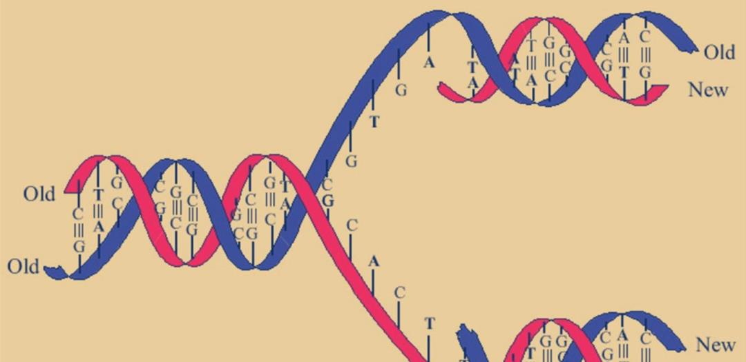 生物进化普遍选择的是衰老,而不是永生,这究竟是为什么?