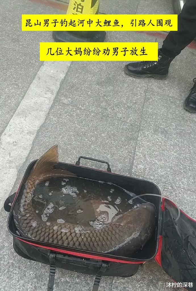昆山|江苏男子河道钓获“鲤鱼王”，围观大妈劝其放生，男子：100卖你