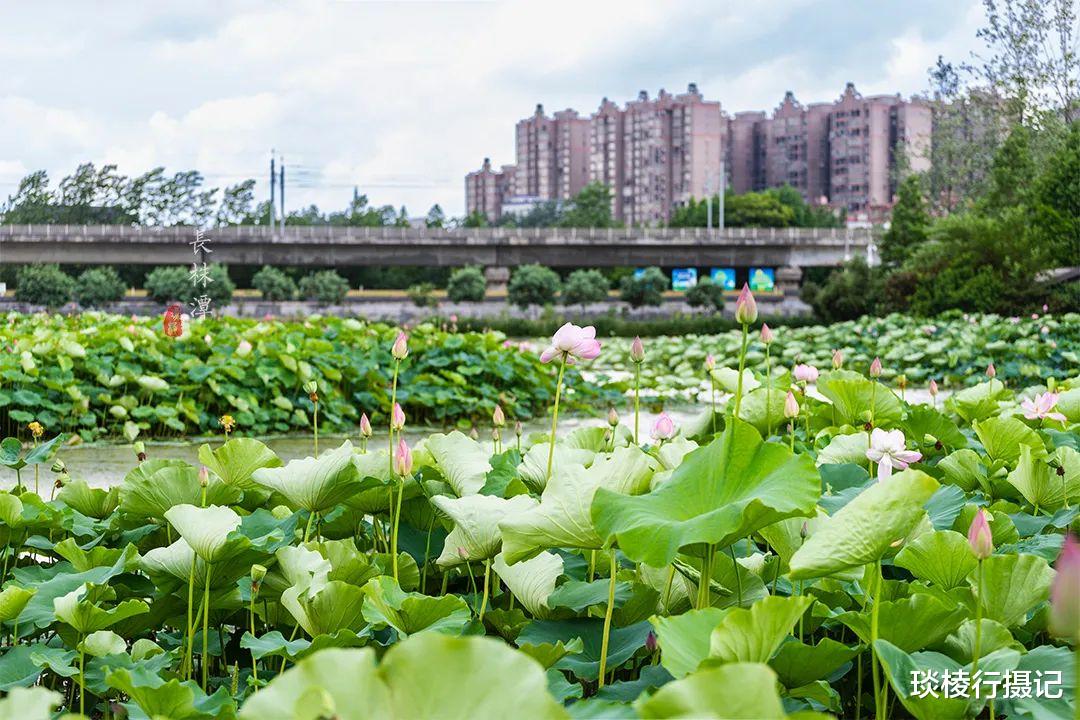 荷花|夏日亲子打卡地推荐,投资20亿的长株潭“后花园”