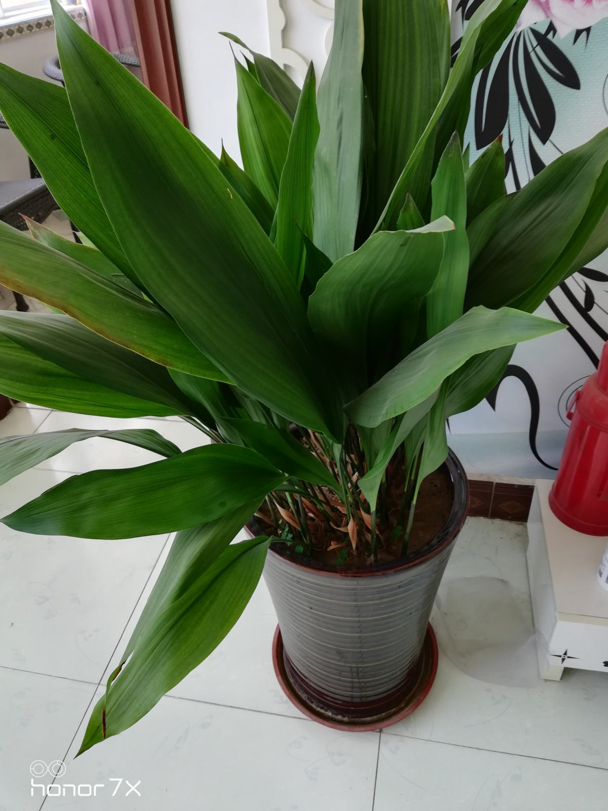 你和清新的卫生间，只差1盆“除味花”，再小的卫生间也要有