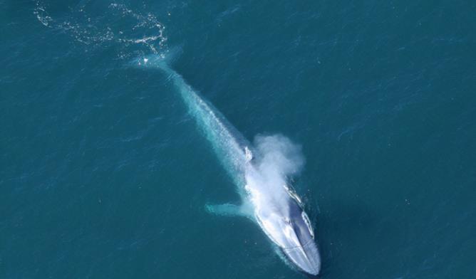 当了5000万年的海洋生物还会被淹死,鲸类进化不出鱼鳃是何原因?