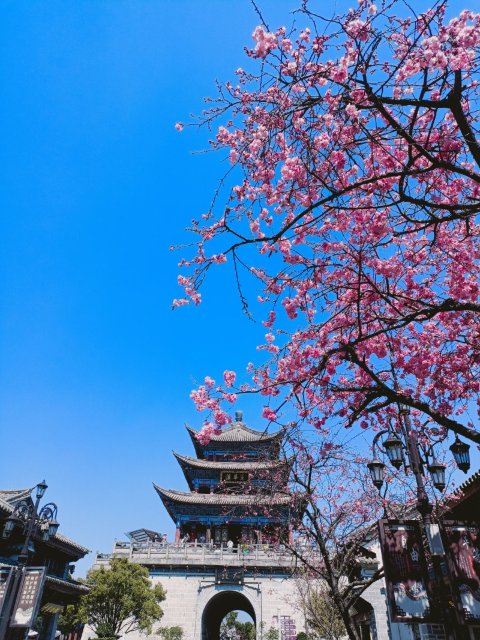银川|【中国最佳爱情表白地】见一面吧！就在樱花盛放的大理！