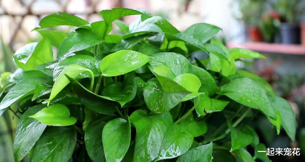 卧室摆上6种花,好养好看颜值高,净化空气,还能改善睡眠