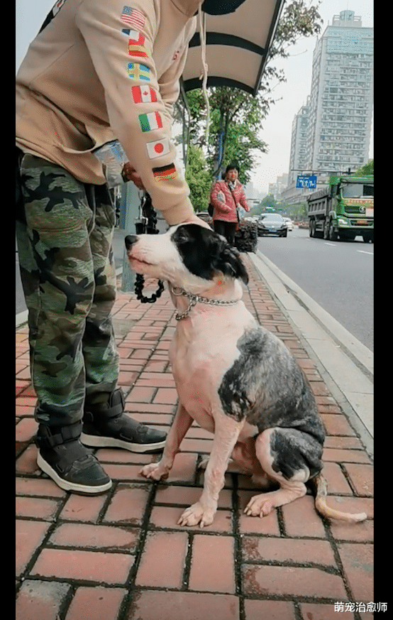 大叔捡回边牧不闻不问，网友花5百买下并给它治病，身价飙升5千！