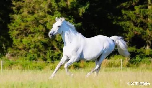 西游记|《西游记》拍完，白龙马被弃山洞尸骨无存，人性比妖魔更可怕……