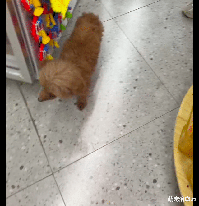 流浪狗紧跟小姐姐，拿命运做赌注终换回幸福，在凉山开启新狗生！