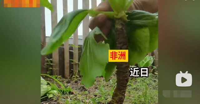 大跌眼镜,辣椒养了3年竟长成树,为什么草本植物可以长成灌木?