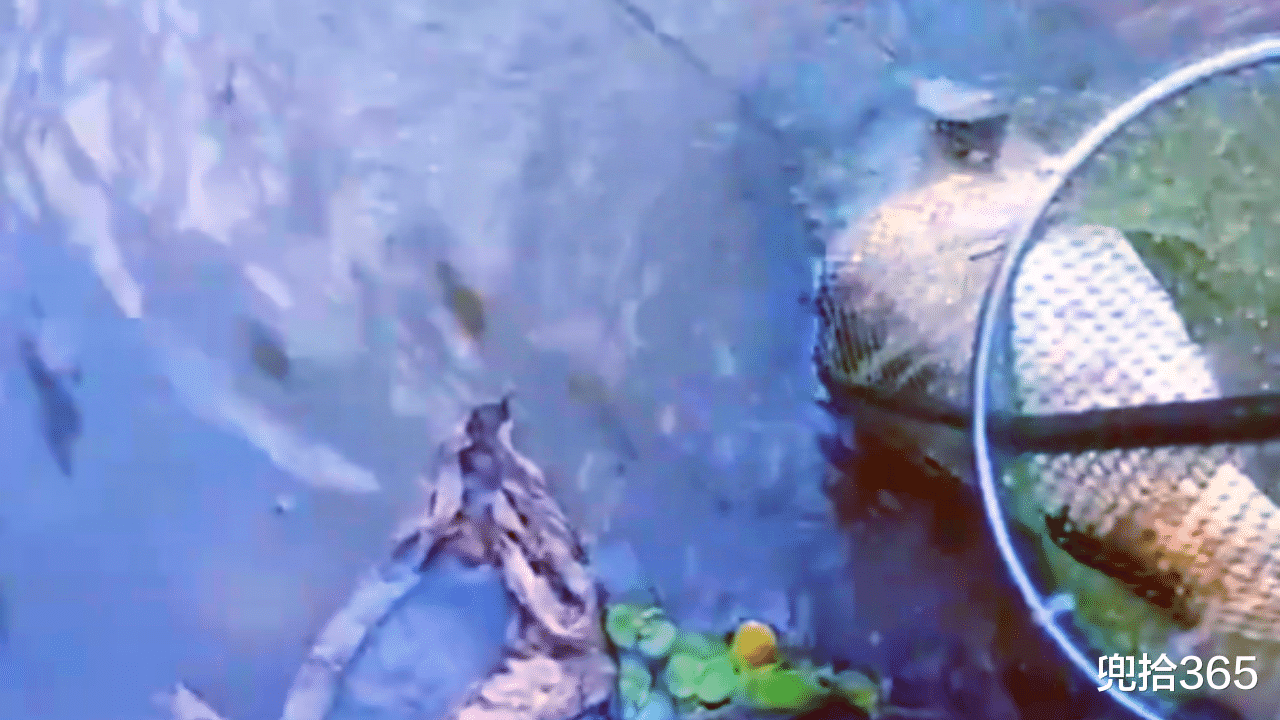 |一天就钓了1条鱼，惊喜还变成了心中的痛，鱼：随时都要努力一把