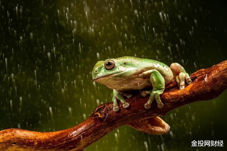 最罕见的6种雨!血雨是红色藻类孢子,肉雨竟是秃鹫呕吐物