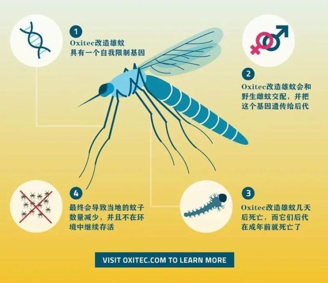 科学家用音乐灭蚊子?蚊子听了以后不想咬人,连繁殖欲望都下降了