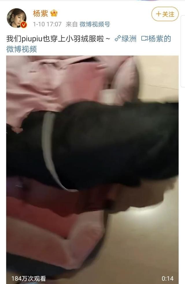 杨紫|杨紫给狗子穿羽绒服，网友：这哪里是羽绒服，就是个雨衣