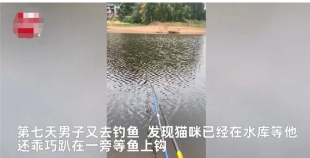 水库|重庆,一名男子7天里3次跑到水库钓鱼时都遇到了一只猫,有鱼上钩就给猫吃一些