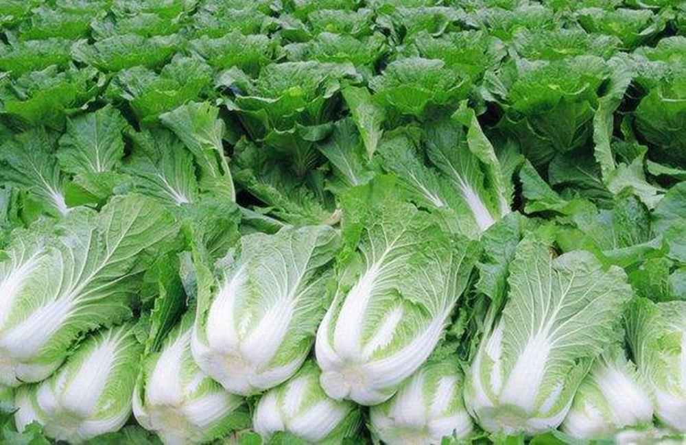 才发现，这种白菜不能买，不怪菜农，教你1秒认出“甲醛”菜