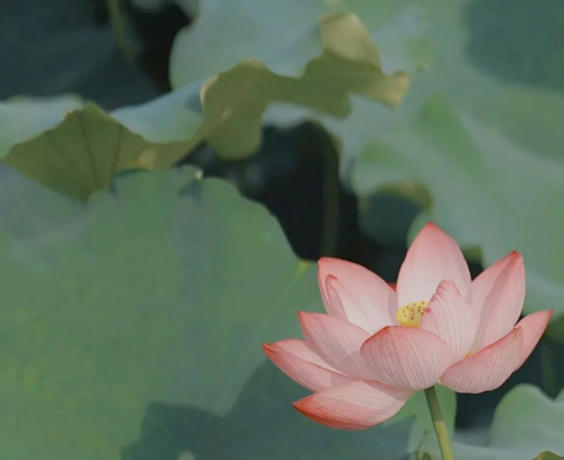 运势|生肖马人,求职要把握住这两年的机会