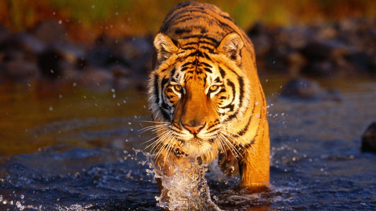 安生|职场中,能力不足的人,只要做到这三点,领导都不得安生