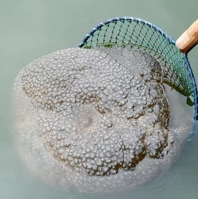 零八年,湖里捞出一种像果冻的生物