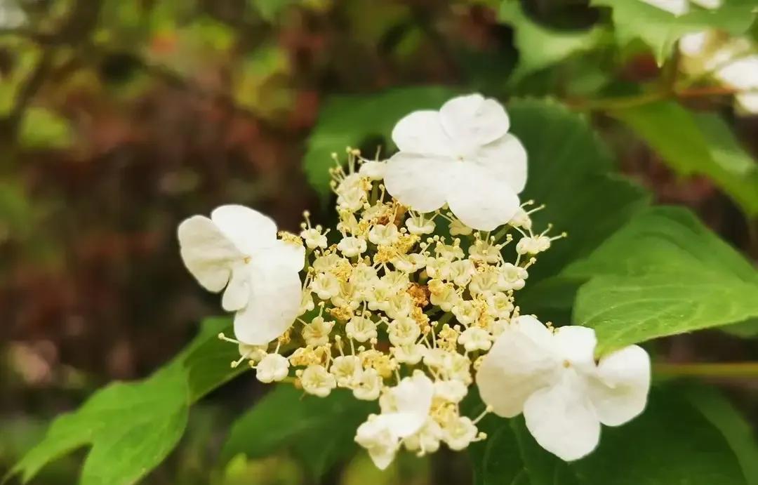 长寿|健康长寿的人,一般都有这几个习惯,看看你有吗?