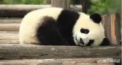 世界最萌动物排行榜，中国一动物位居榜首！