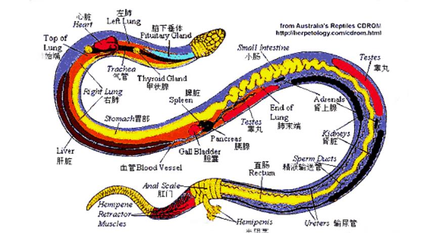 打蛇真的要打“七寸”处吗?为何不能直接攻击脑袋?