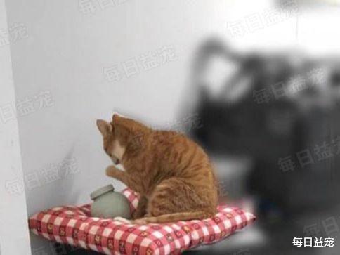 猫鬼情未了！病重橘猫强行“越狱”，只为守着同伴的骨灰盒