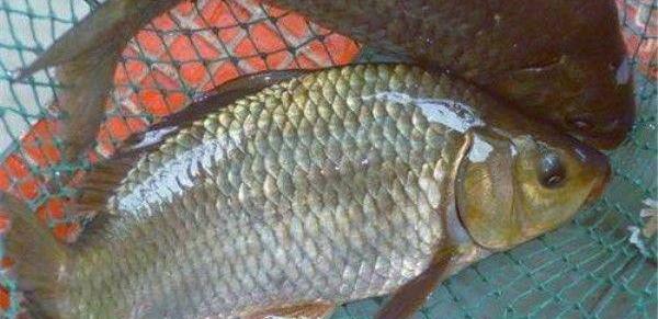 相声|四川一男子野钓鲫鱼，意外收获尾巴长红虫的怪鱼，惊喜瞬间变惊吓