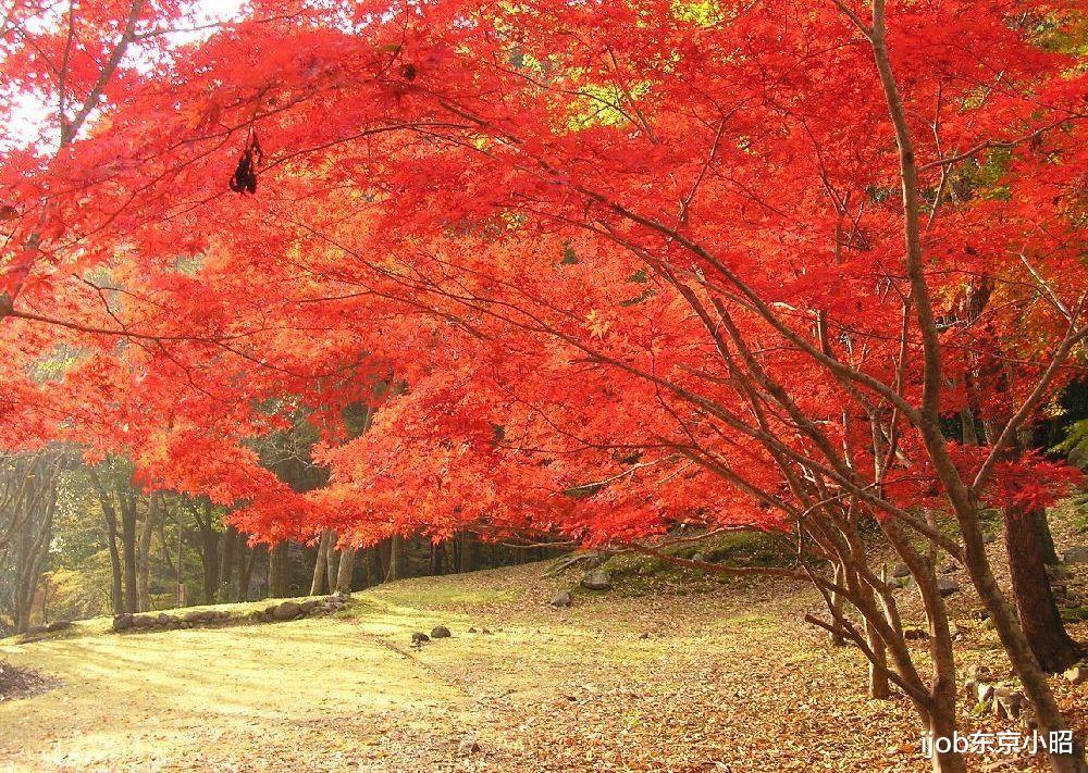 温泉|2022年日本全国赏枫大全！全是值得收藏的美景！