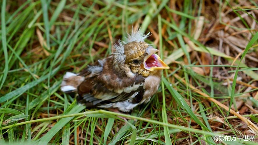 掉在地上的雏鸟，该不该救？80%的鸟宝宝都被好心人“绑架”了
