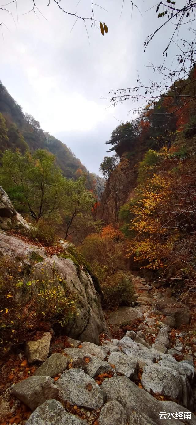 松鼠|为了看云海，爬了个寂寞的山，一路上看到的松鼠比人多