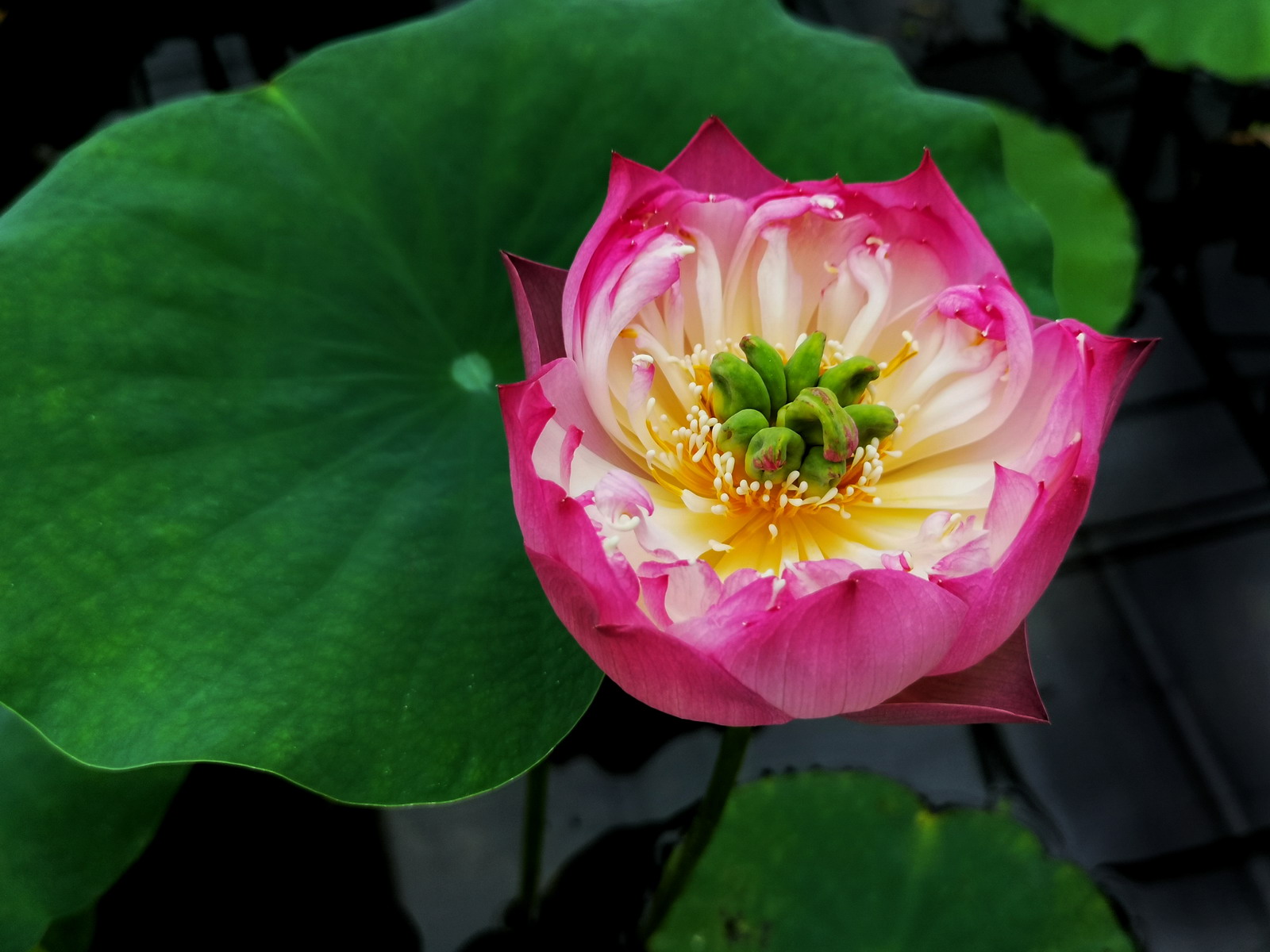 跨年|南京情侣园荷花粉红花瓣，金黄莲须，嫩绿莲房，在阳光映照下鲜艳夺目。