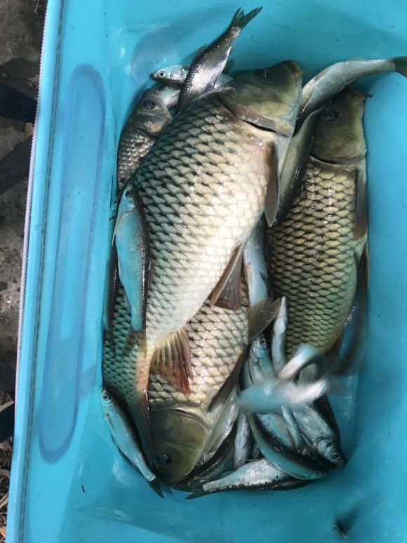 鲫鱼|仲春阴雨天气野钓攻略,渔获真心不错!