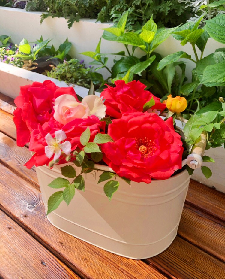 家有小院：20㎡小庭院，如何设计一个适合你的花园？