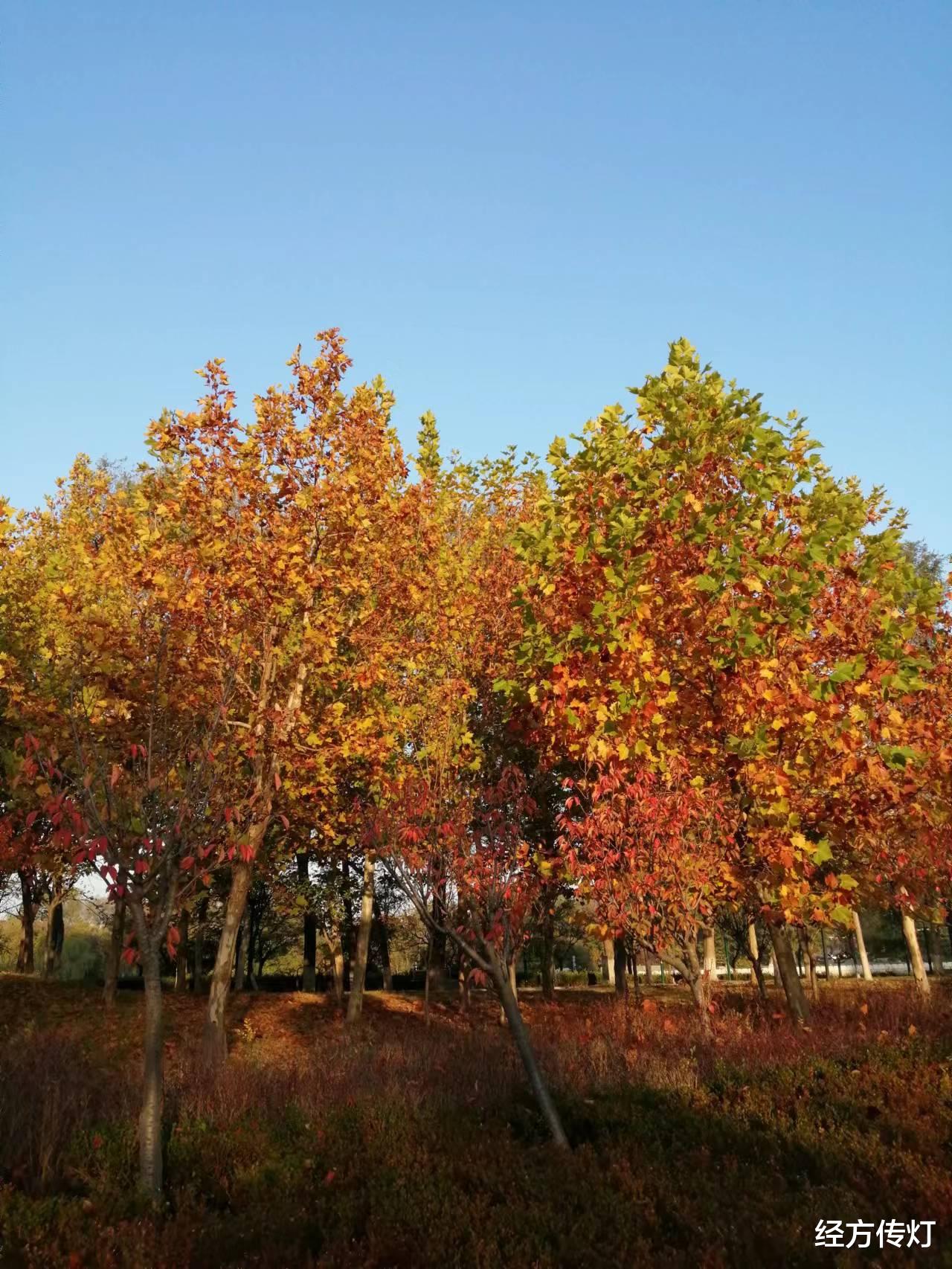 睡眠|猪胆汁法与开塞露法优劣
