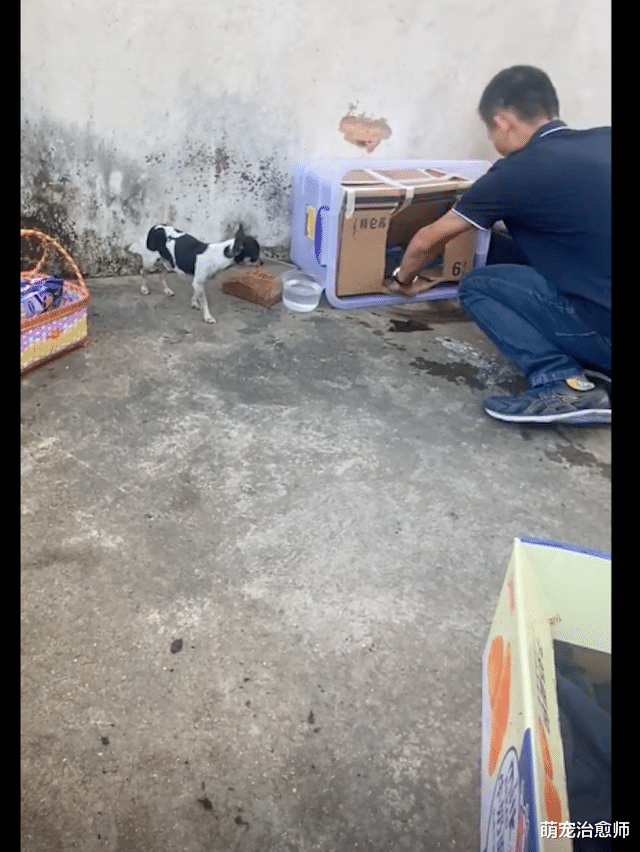 主人被隔离了，狗狗在楼顶不断惨叫求救，男子果断冒雨爬梯施救！
