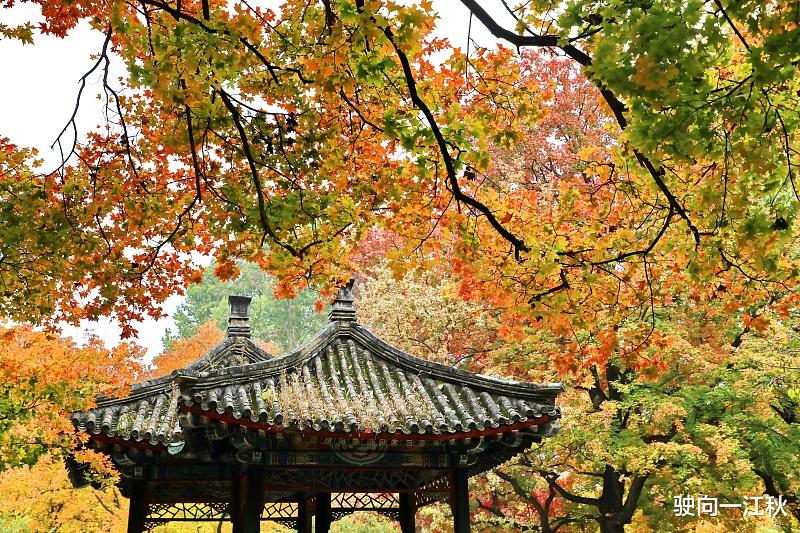 晚秋|原创七言绝句《晚秋》,好诗抒发真情实感,读此诗有无悲凉之意?