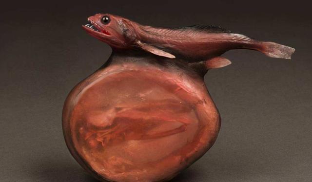 黑叉齿鱼：自然界恐怖的吞食者，能吞下比自身重10倍的猎物